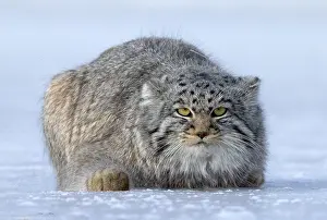 Quasi: Asie, Mongolie, Est de la Mongolie, Steppe, Chat