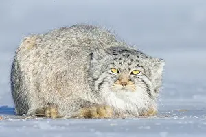 Quasi: Asie, Mongolie, Est de la Mongolie, Steppe, Chat