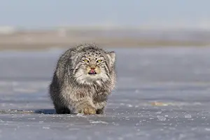 Chat: Asie, Mongolie, Est de la Mongolie, Steppe, Chat