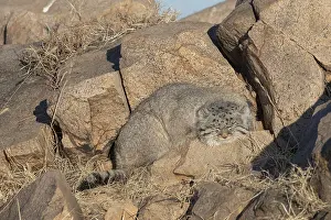 Espece: Asie, Mongolie, Est de la Mongolie, Steppe, Chat
