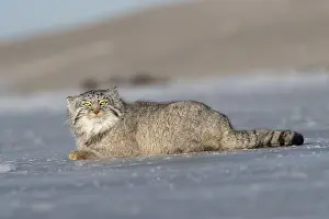 Espece: Asie, Mongolie, Est de la Mongolie, Steppe, Chat