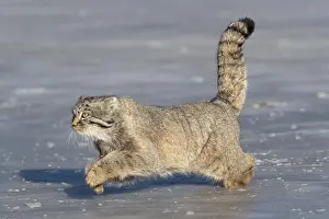 Espece: Asie, Mongolie, Est de la Mongolie, Steppe, Chat