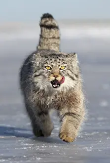 Espece: Asie, Mongolie, Est de la Mongolie, Steppe, Chat