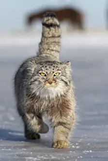 Espece: Asie, Mongolie, Est de la Mongolie, Steppe, Chat