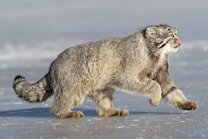 Espece: Asie, Mongolie, Est de la Mongolie, Steppe, Chat