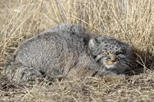 Espece: Asie, Mongolie, Est de la Mongolie, Steppe, Chat