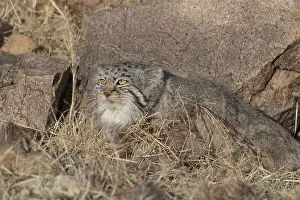 Espece: Asie, Mongolie, Est de la Mongolie, Steppe, Chat