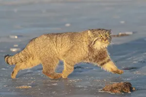 Espece: Asie, Mongolie, Est de la Mongolie, Steppe, Chat
