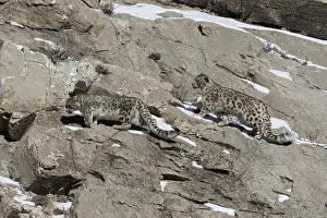 Lopard: Asie, Mongolie, Ouest de la Mongolie, Montagnes