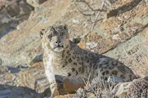 Lopard: Asie, Mongolie, Ouest de la Mongolie, Montagnes