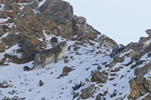 Lopard: Asie, Mongolie, Ouest de la Mongolie, Montagnes