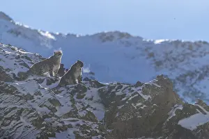 Lopard: Asie, Mongolie, Ouest de la Mongolie, Montagnes