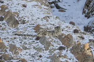 Lopard: Asie, Mongolie, Ouest de la Mongolie, Montagnes