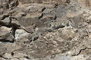 Lopard: Asie, Mongolie, Ouest de la Mongolie, Montagnes