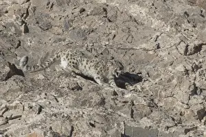 Lopard: Asie, Mongolie, Ouest de la Mongolie, Montagnes