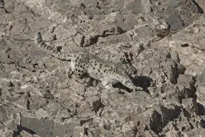 Lopard: Asie, Mongolie, Ouest de la Mongolie, Montagnes