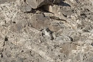 Lopard: Asie, Mongolie, Ouest de la Mongolie, Montagnes
