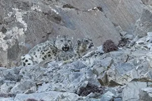 Lopard: Asie, Mongolie, Ouest de la Mongolie, Montagnes