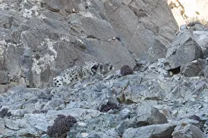 Lopard: Asie, Mongolie, Ouest de la Mongolie, Montagnes