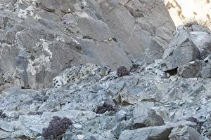 Lopard: Asie, Mongolie, Ouest de la Mongolie, Montagnes