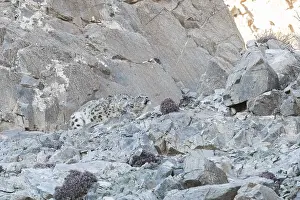 Lopard: Asie, Mongolie, Ouest de la Mongolie, Montagnes