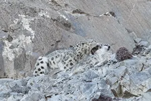Lopard: Asie, Mongolie, Ouest de la Mongolie, Montagnes