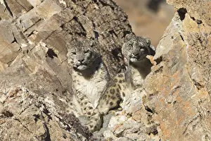 Lopard: Asie, Mongolie, Ouest de la Mongolie, Montagnes