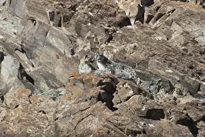 Lopard: Asie, Mongolie, Ouest de la Mongolie, Montagnes