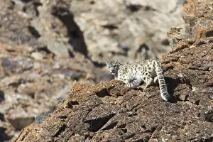 Lopard: Asie, Mongolie, Ouest de la Mongolie, Montagnes