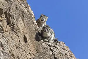 Lopard: Asie, Mongolie, Ouest de la Mongolie, Montagnes