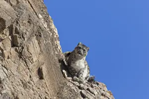 Lopard: Asie, Mongolie, Ouest de la Mongolie, Montagnes