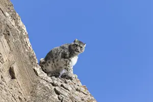 Lopard: Asie, Mongolie, Ouest de la Mongolie, Montagnes