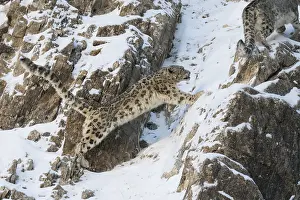 Lopard: Asie, Mongolie, Ouest de la Mongolie, Montagnes