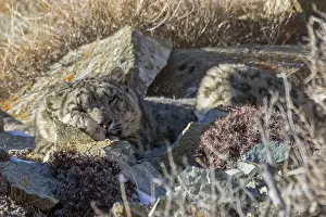 Lopard: Asie, Mongolie, Ouest de la Mongolie, Montagnes