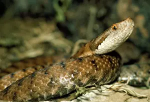 Vipers: Asp Viper
