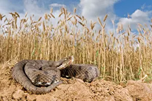 Francisciredi: Asp Viper - basking near a cornfield