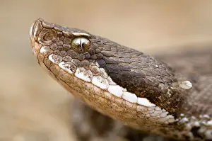 Francisciredi: Asp Viper - close-up