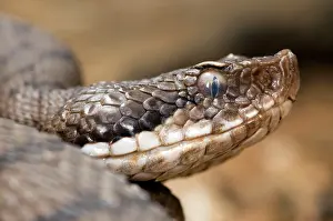Francisciredi: Asp Viper - head close up