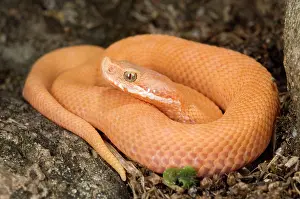 Francisciredi: Asp Viper - newborn xanthocroic asp viper
