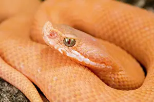 Francisciredi: Asp Viper - newborn xanthocroic asp viper
