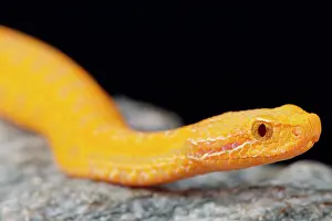Mutation: Asp viper (Vipera aspis) albino