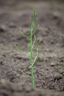 Asparagus: Asparagus