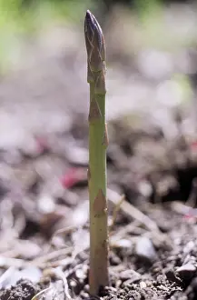 Asparagus: Asparagus