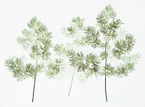Asparagus: Asparagus