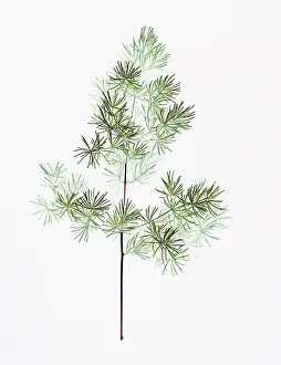 Asparagus: Asparagus