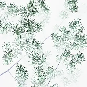 Asparagus: Asparagus