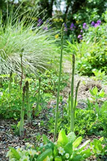 Asparagus: Asparagus, Asparagus officinalis, Several stems