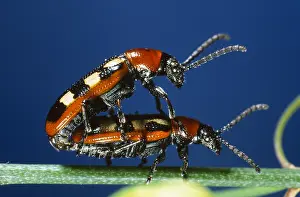 Asparagus: Asparagus Beetle