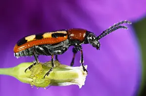 Asparagus: Asparagus Beetle