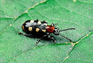 Asparagus: Asparagus BEETLE - adult